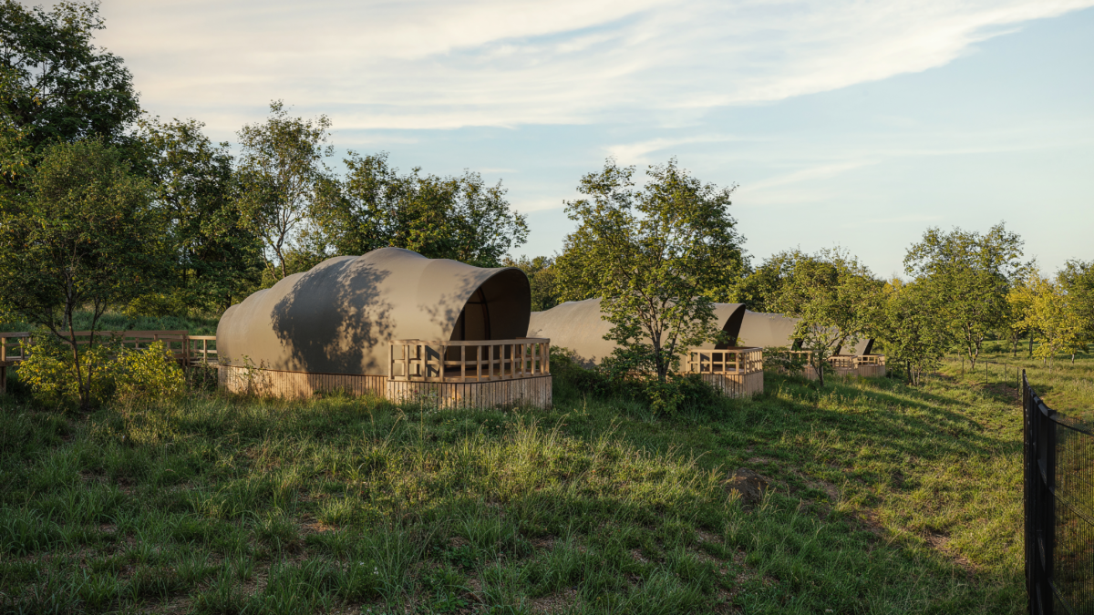 Designing Lion Lookout at Port Lympne Hotel and Reserve – From Concept to Reality